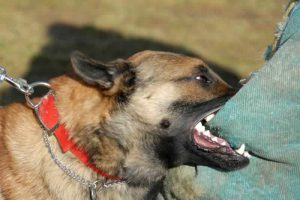 Dog bite injury attorneys dallas